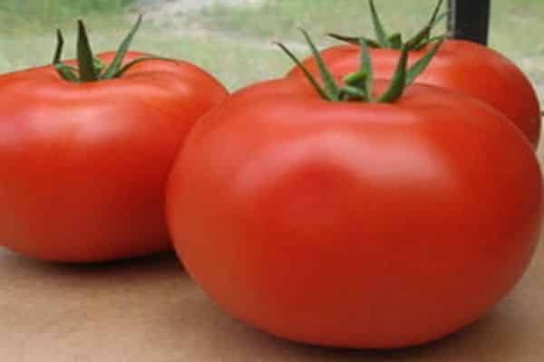 Bagira-Tomaten
