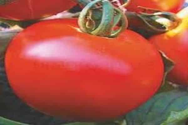 plusi un mīnusi tomātu