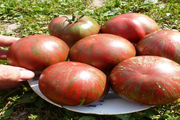 tomate berkeley
