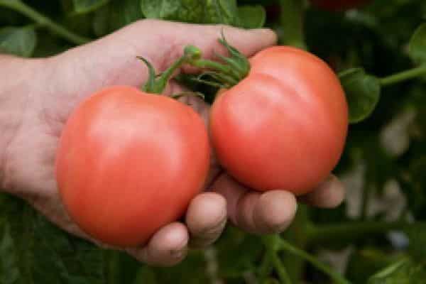 tomaattisato