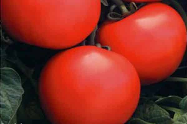 borgerlig tomat