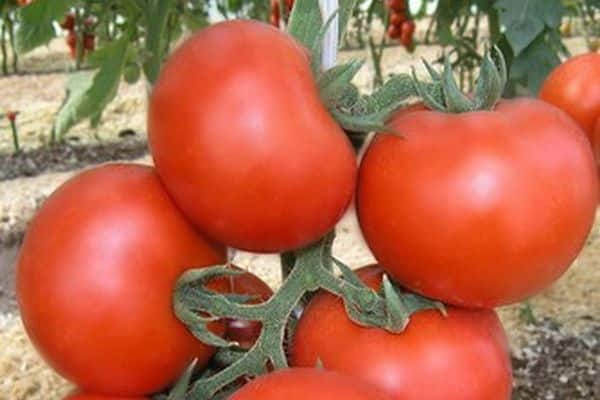 tomate fruit