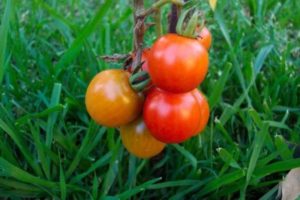 Pomidorų veislės Lezhebok charakteristika ir aprašymas, derlius