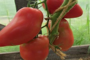 Charakterystyka i opis odmiany pomidora Grushovka, jej plon