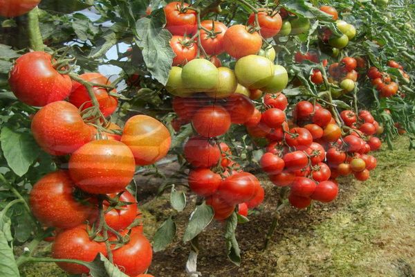 Bedingungen für Tomaten