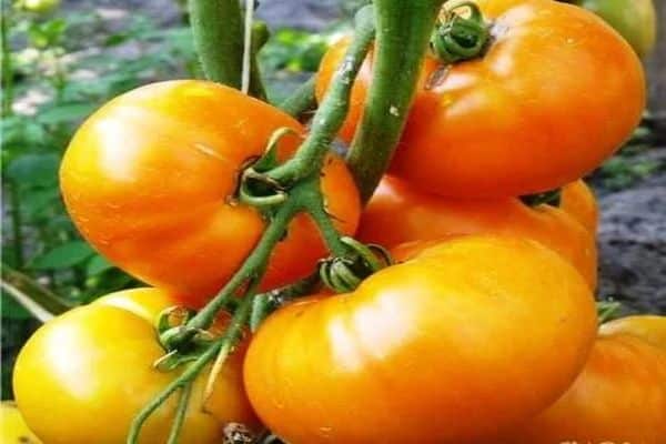 Características y descripción de la variedad de tomate Marissa