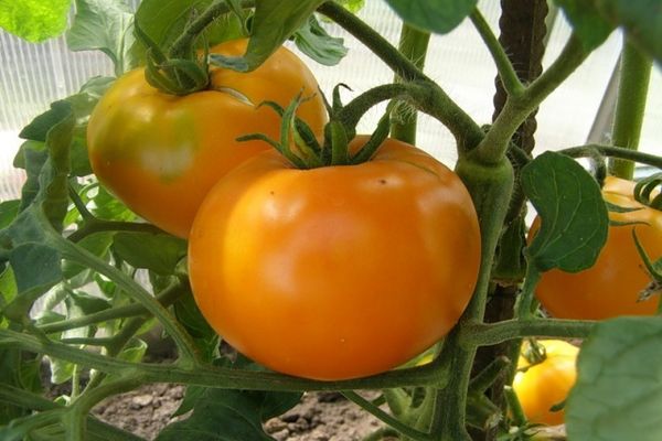 variedad de tomate marissa