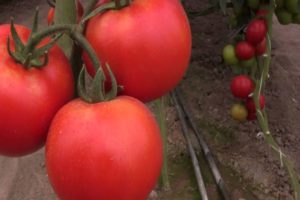 Karakteristika for Rally-tomatsorten, dens udbytte