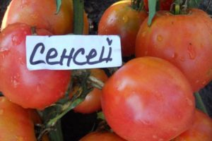Značajke i opis sorte rajčice Sensei, njen prinos