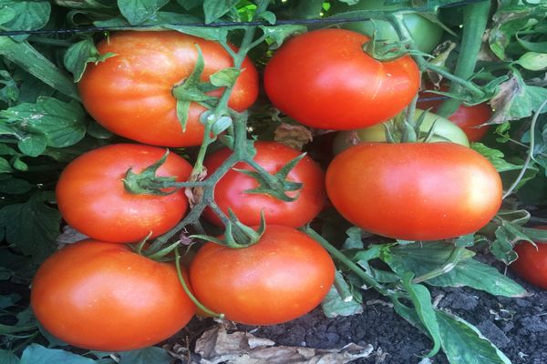 frugter af tomater
