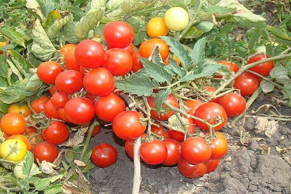 năng suất cà chua