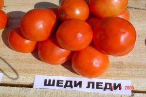 „Shedi lady“ pomidorų veislės charakteristikos ir aprašymas, derlius