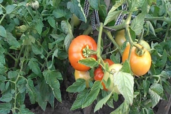pomidorų shedi ponios priežiūra
