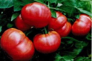 Caratteristiche e descrizione della varietà di pomodoro Sylvester F1, loro resa