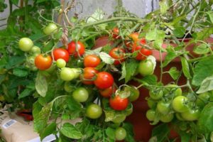Pomodoro in crescita Grigorashik f1 e descrizione della varietà