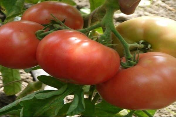 opis odrody paradajok