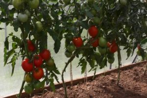 Χαρακτηριστικά και περιγραφή της ποικιλίας ντομάτας Kumir