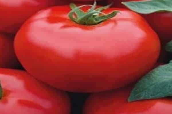 tomatoes and their pests