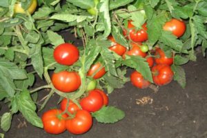 Beskrivning av tomatsorten Three Sisters och dess utbyte