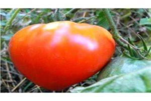 Charakteristiky a opis odrody paradajok Tsar Bell