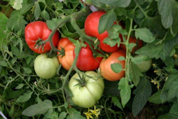 tomater utan vattning