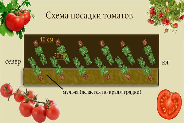 tomato planting scheme