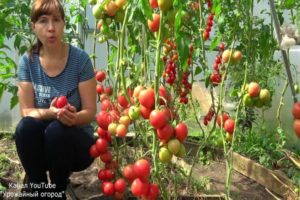 I consigli di Tatiana per la raccolta dei pomodori, quando e come seminare i pomodori