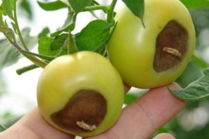 Behandeling van toprot van tomaten in de kas en in het open veld