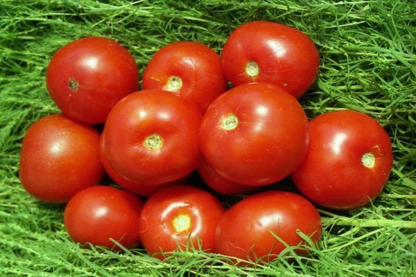 Volgogrado pomidorai