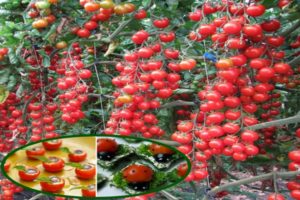 Pomidorų veislės „Magic Cascade“ aprašymas ir jos savybės