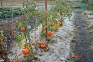 Regler för odling av tomater i Sibirien och de bästa sorterna för svåra förhållanden
