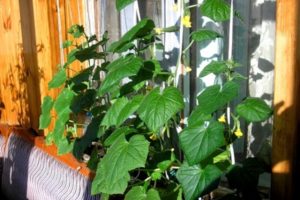 Kaip sodinti, apdulkinti ir auginti agurkus ant balkono ir palangės