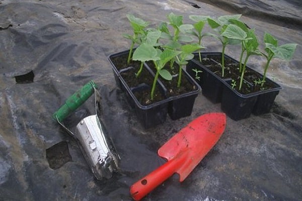 výsadba sadeníc