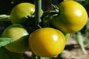 Descrierea soiului de tomate Amber 530, randament și caracteristici