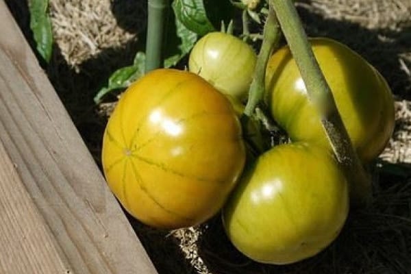 zaoblené paradajky
