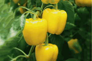 Beschrijving van variëteiten van gele paprika's en hun kenmerken