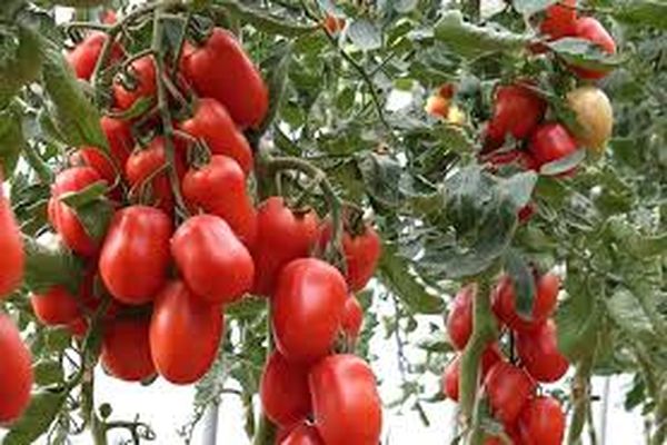 ποικιλίες καλλιέργειας ντομάτας