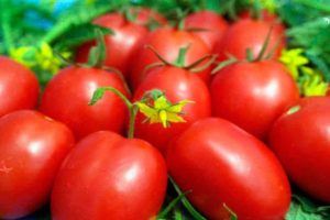 Beschrijving van de tomatenvariëteit Pearl of Siberia en zijn kenmerken