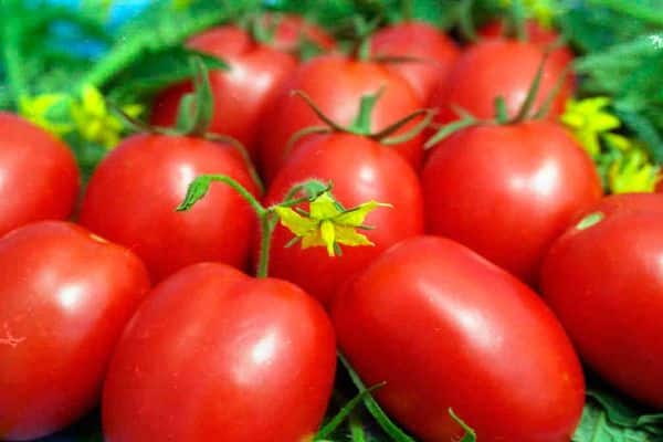 variedades de tomates para siberia