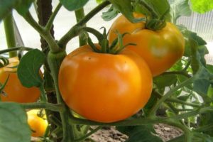 Περιγραφή της ποικιλίας της ντομάτας Golden Queen και των χαρακτηριστικών της