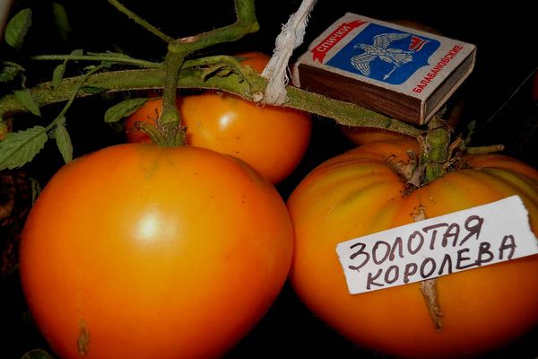 Würde in Tomatenqualität