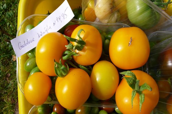 culture de cultivars de tomates