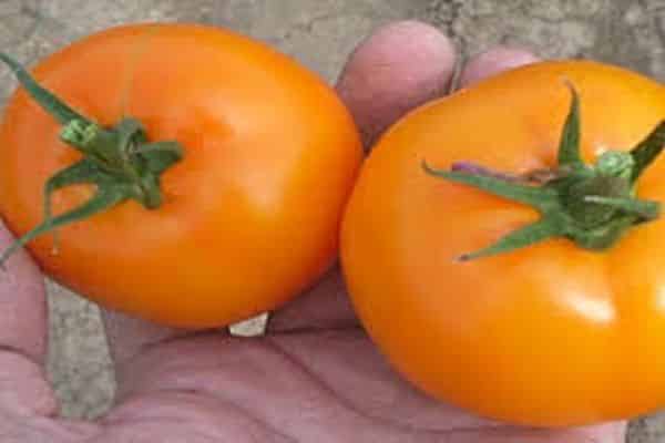 tomato diseases