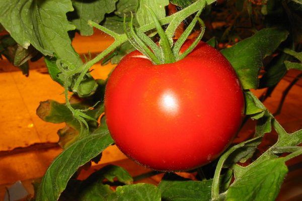tomat i ett växthus