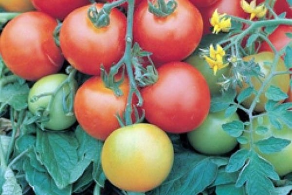 prueba de arbustos de tomate