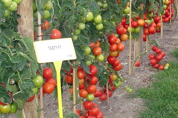 Tomatenbüsche testen