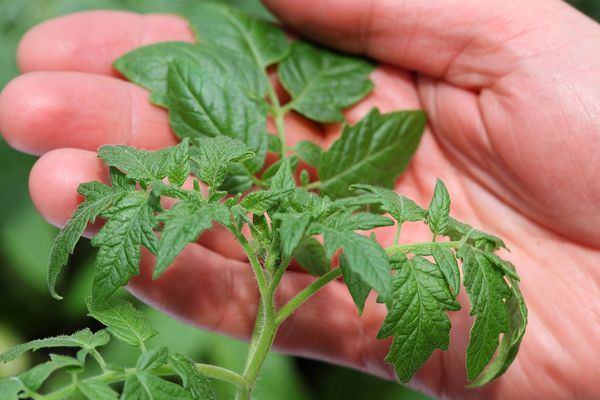 tomato seedlings in hand