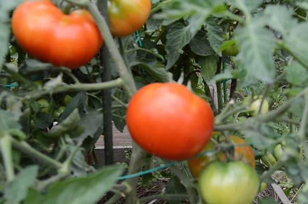 Staroselsky paradajka na otvorenom poli