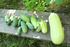 Ar galima netoliese sodinti cukinijas ir agurkus, jų suderinamumas