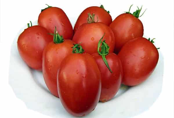tomat Veloz f1